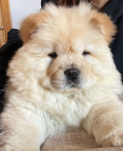 Aria - La Nostra Elegante Nuvola