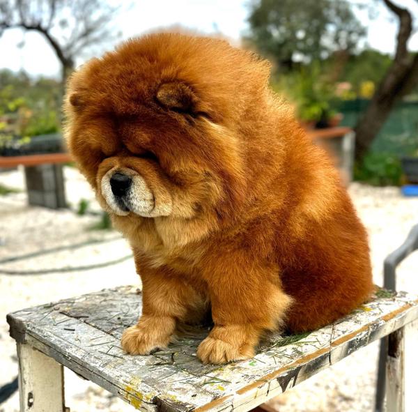 Theo - Il Nostro Affettuoso Orso